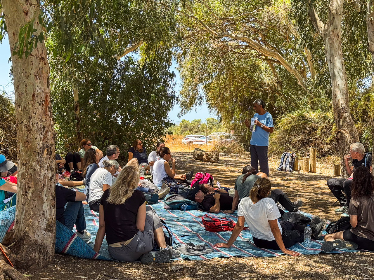 מתחת לעצי האקלפיטוס